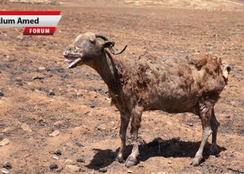 Kürt düşmanlığı manzaraları