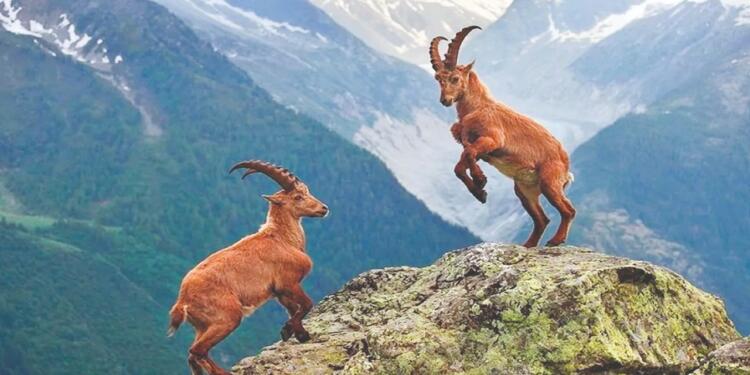 Dêrsim’in pezkovîleri