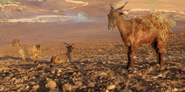 Bakan Yumaklı’dan yangın açıklaması: 924 hayvan öldü, 14 bin 900 hektar yandı