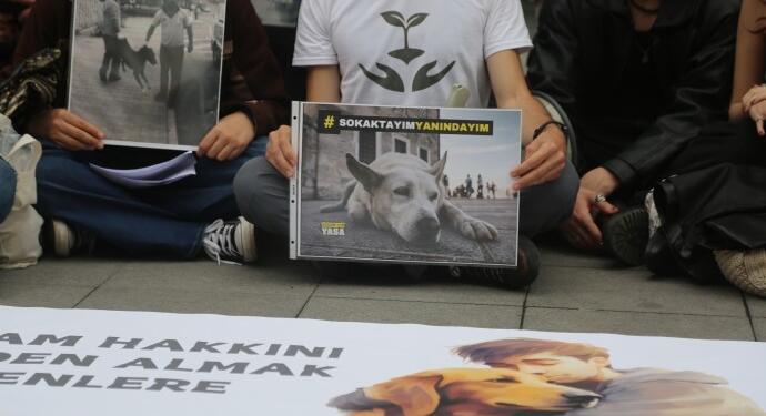 ‘Sokakta yaşayan hayvanları öldürmek çözüm değil’