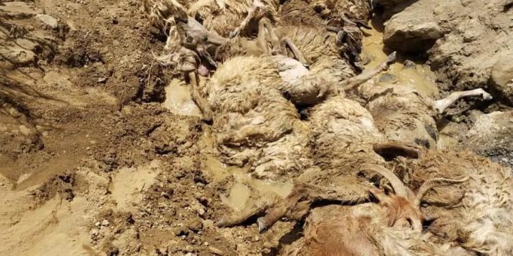 Elbak’ta 28 koyun uçuruma atladı