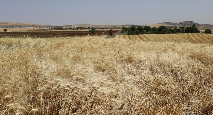 Ziraat Odası’ndan uyarı: Çiftçi için tehlike çanları çalıyor