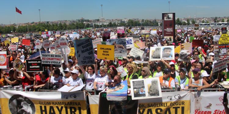 Hayvanlara için bir araya geldiler: Katletmek çözüm değil