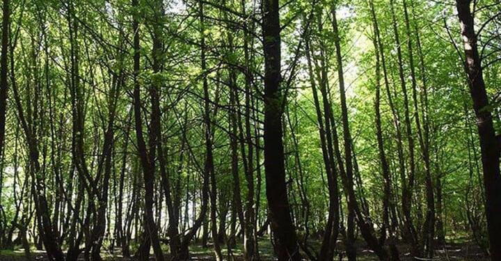 Bakanlığın Muğla talanı bitmiyor: RES türbinleri için 36 bin ağaç kesilecek