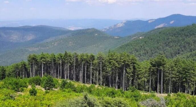 8 kentteki alanlar orman sınırları dışına çıkarıldı