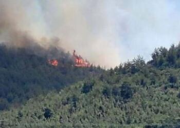 Hatay’da orman yangını