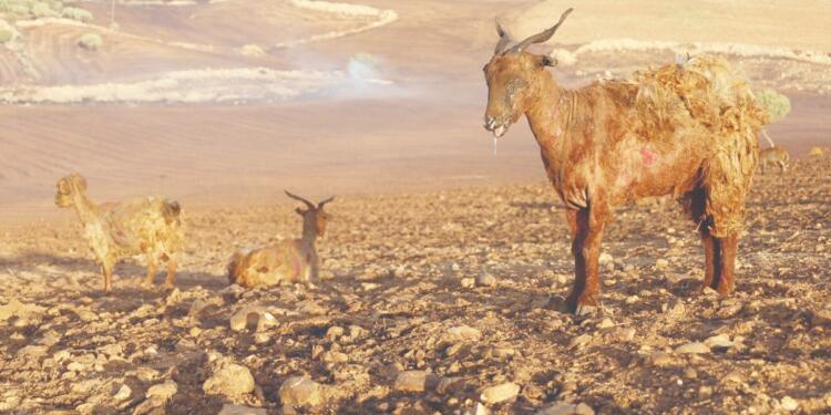 Yangınlarda çifte standart mı uygulanıyor?