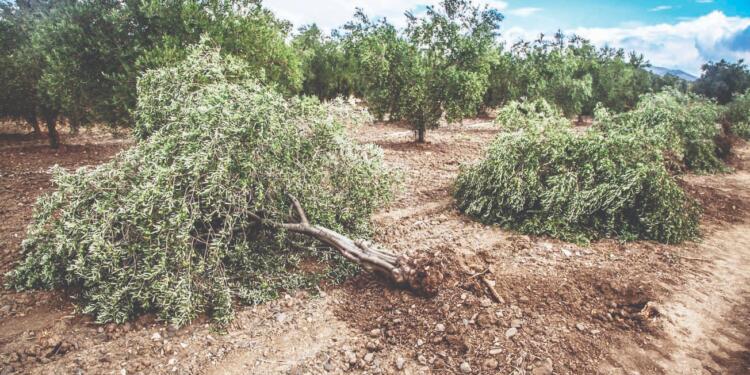 AKP’nin zeytin düşmanı yönetmeliği iptal