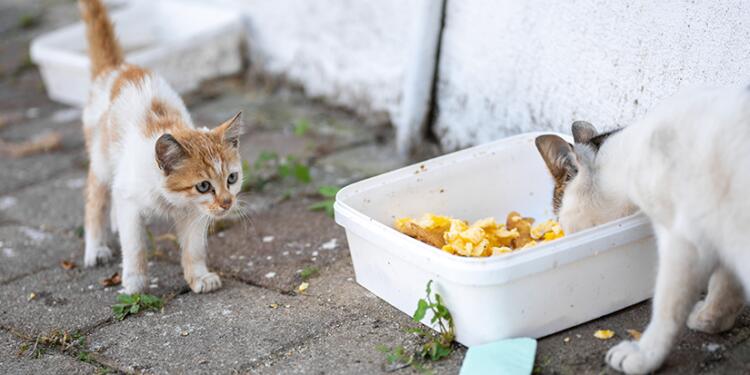 Bakan Yumaklı: Köpekleri öldürmeyen belediyecilere hapis cezası verilecek