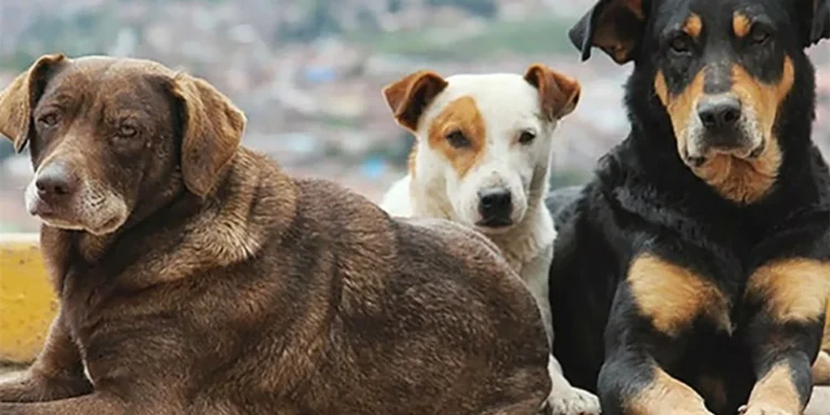 Bandista’dan sokak köpekleri için dayanışma konseri