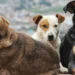 Bandista’dan sokak köpekleri için dayanışma konseri