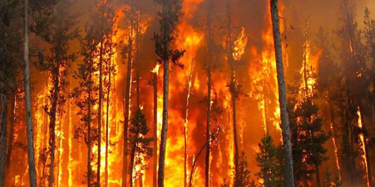 Yangınlar 2023’e göre yüzde 78 arttı