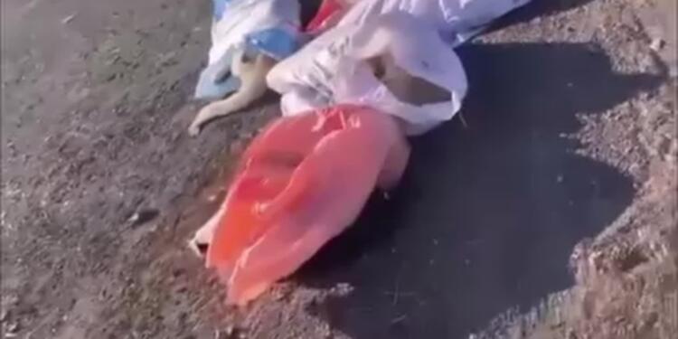 Edirne’de çuval içinde ölü köpekler bulundu