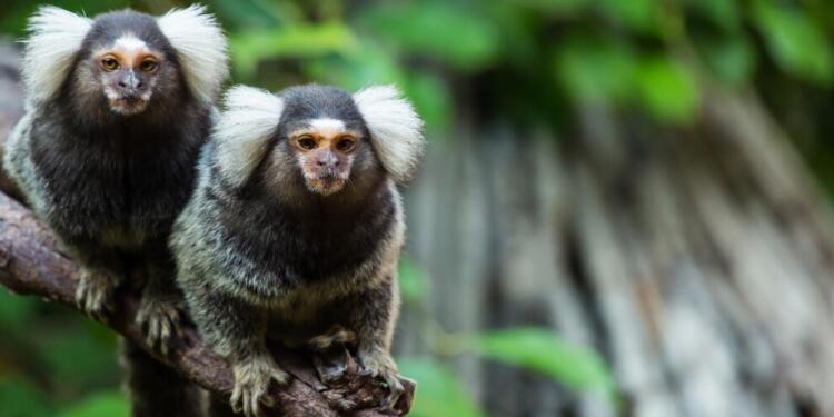 Marmoset maymunları da insanlar gibi birbirlerine isim veriyor