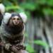 Marmoset maymunları da insanlar gibi birbirlerine isim veriyor