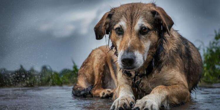 ‘Katliam Yasası’ Resmi Gazete’de yayımlandı