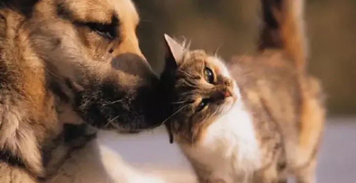 Belediyeler yaralı bir kediyi ölüme terk etti!