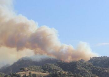 Manisa Salihli’deki orman yangını devam ediyor