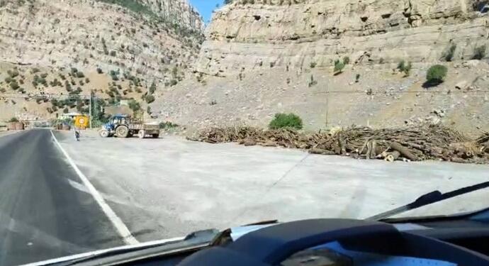 Korucuların ağaç katliamı genişliyor