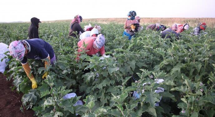‘Sömürülüyoruz ama başka alternatifimiz de yok!’