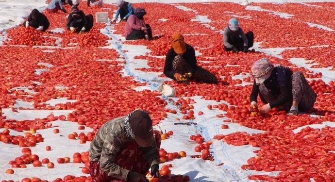 40 derece altında 14 saat çalışıyorlar: Bir cips 20 TL, bizim aldığımız 10 TL