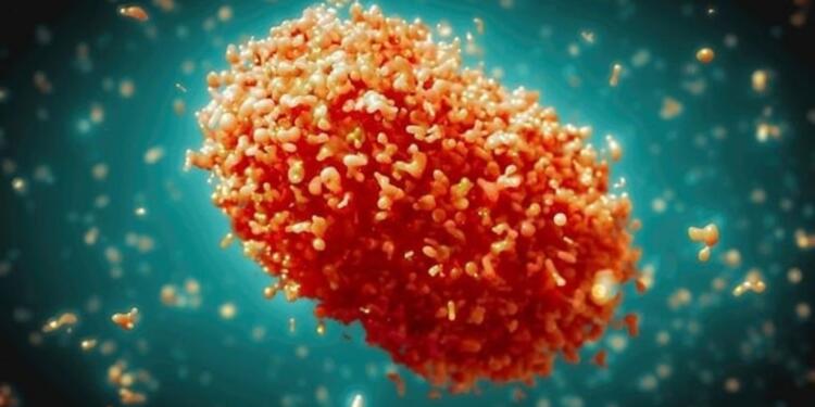 Türkiye’de 12 kişiye ‘maymun çiçeği’ tanısı kondu