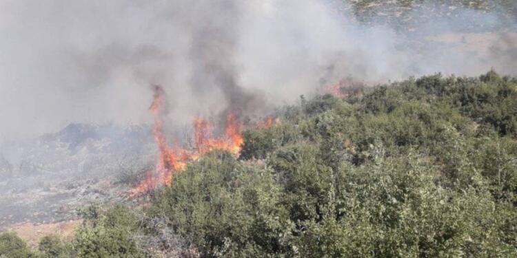 Son birkaç günde Efrîn’de 2550 ağaç yakıldı