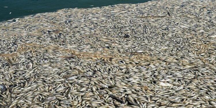 Ciburi: Irak’taki balık ölümlerinin sebebi Türkiye’nin su politikaları