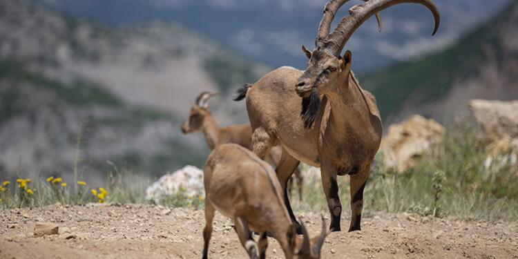Yaban keçisi avlayan kişiye para cezası
