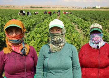 Zor koşullarda çalışan tarım işçisi kadınlar: Başka seçeneğimiz yok