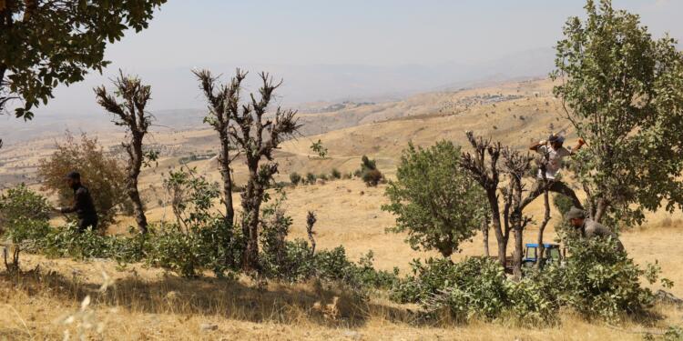 Cûdî’de çilo ağaçları azalıyor