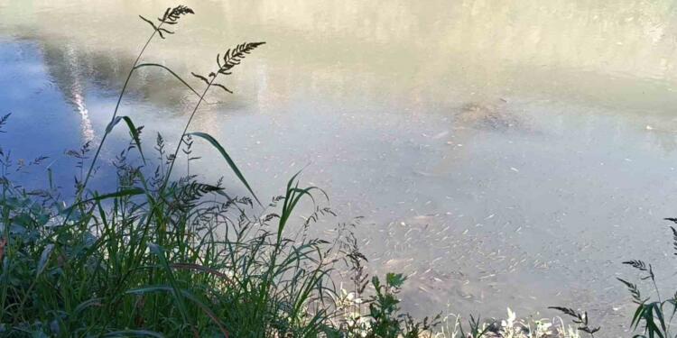 Bartın Irmağı’nda balıklar öldü