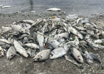 İzmir’de balık ölümleri sürüyor