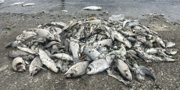İzmir’de balık ölümleri sürüyor