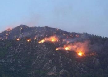 Ege’de 3 kentte orman yangını