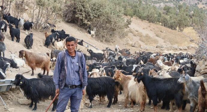 DEM Parti’den hayvancılığın yok olmaması için ‘çoban’ projesi