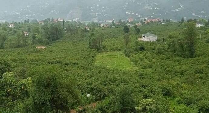 Danıştay kararına rağmen AKP’li belediyeden fındık bahçelerine sanayi sitesi!