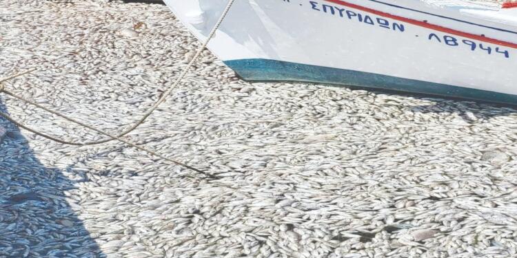 Yunanistan’da ekolojik felaket