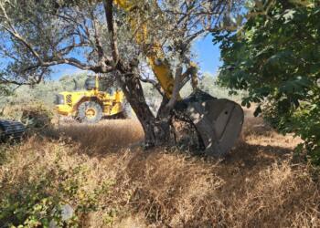 Zeytin ağaçları için nöbet tutan depremzedenin ağaçları söküldü!