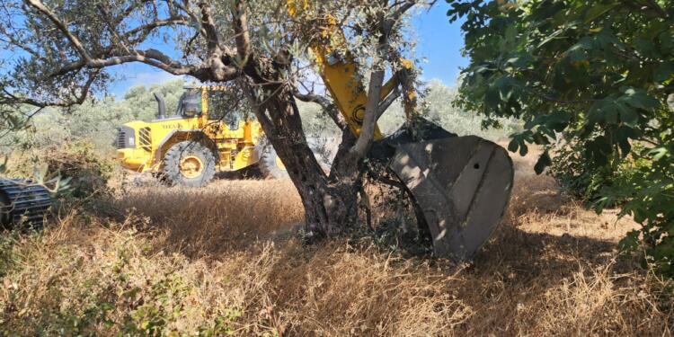 Zeytin ağaçları için nöbet tutan depremzedenin ağaçları söküldü!