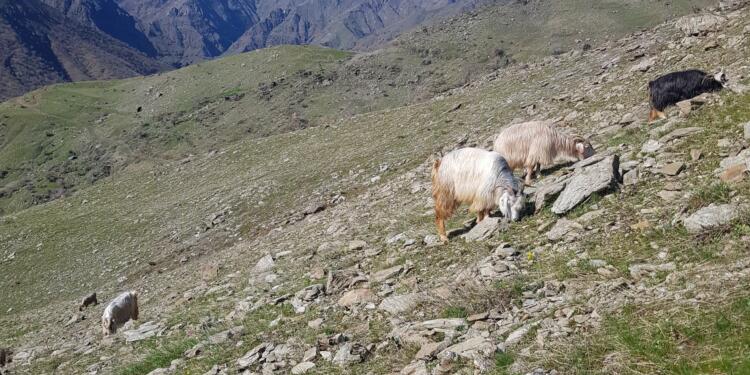 Pasûr’da bir bölgeye girişler yasaklandı