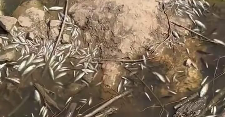 Gediz Nehri’nde balık ölümleri: Numune alındı