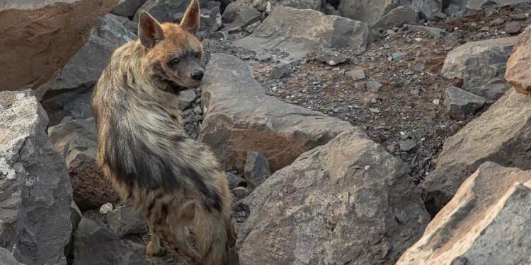 Yurttaşlar çizgili sırtlanların korunmasını talep ediyor