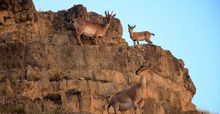 Yaban keçilerinin avlanması için ‘resmi ihale’ açıldı!