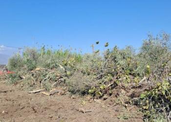 Hatay’da TOKİ’nin zeytin katliamı sürüyor