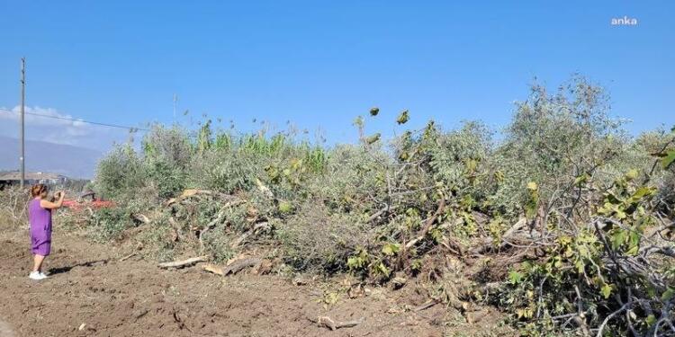 Hatay’da TOKİ’nin zeytin katliamı sürüyor