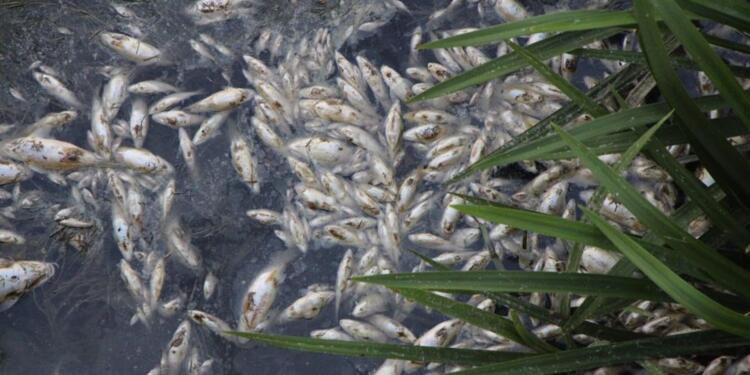 Yeşilırmak’ı zehirleyen Tersakan Çayı