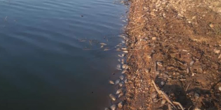 Balıklar neden ölüyor?