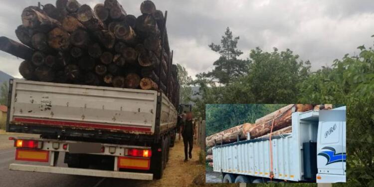 Bolu’da ağaç katliamı