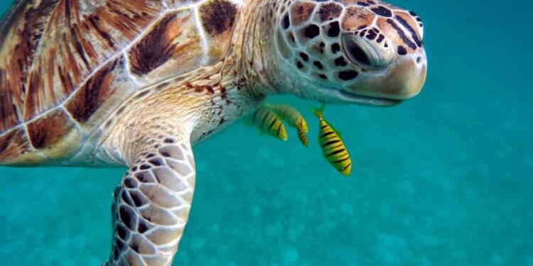 Kaplumbağalar ölmeye devam ediyor